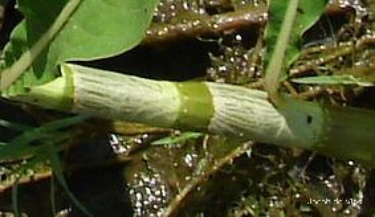 Persicaria pulchra Soják